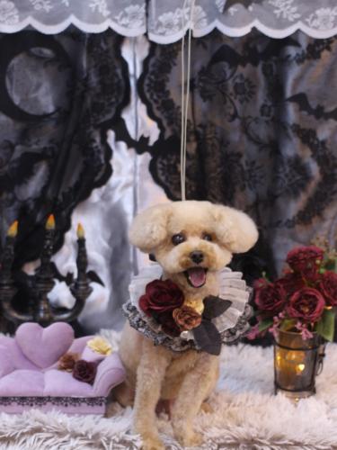 20231006クッキーくん